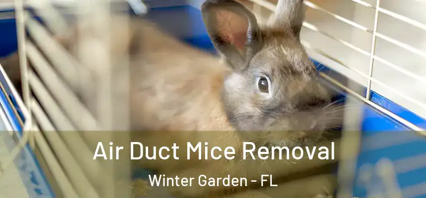 Air Duct Mice Removal Winter Garden - FL