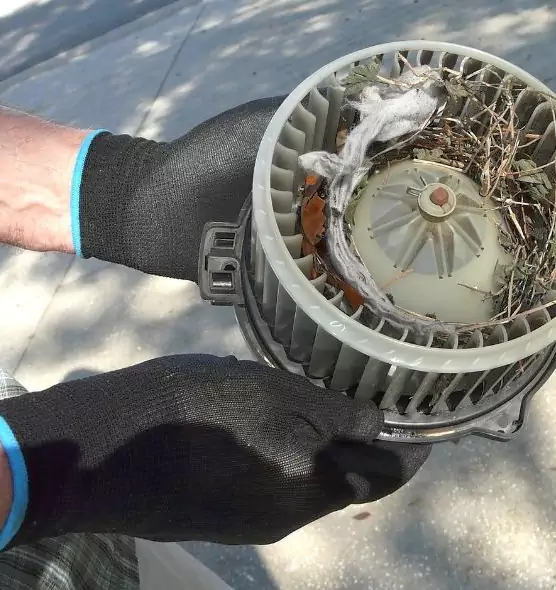 About Air Duct Mice Removal in Winter Garden, FL